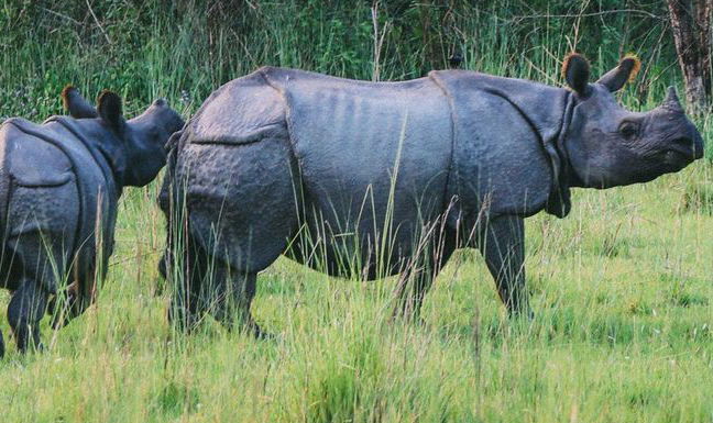 Chitwan Jungle Safari Tour Package From Gorakhpur
