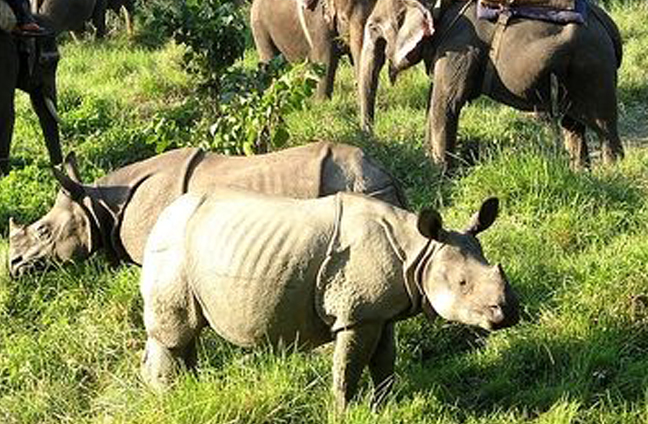 Chitwan Tour Package